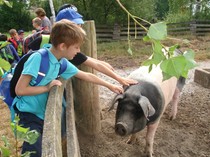 Schwäbisch Hällisches Landschwein